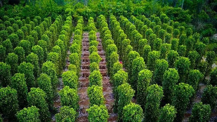 MUA SẮM - CHIA TAY PHÚ QUỐC