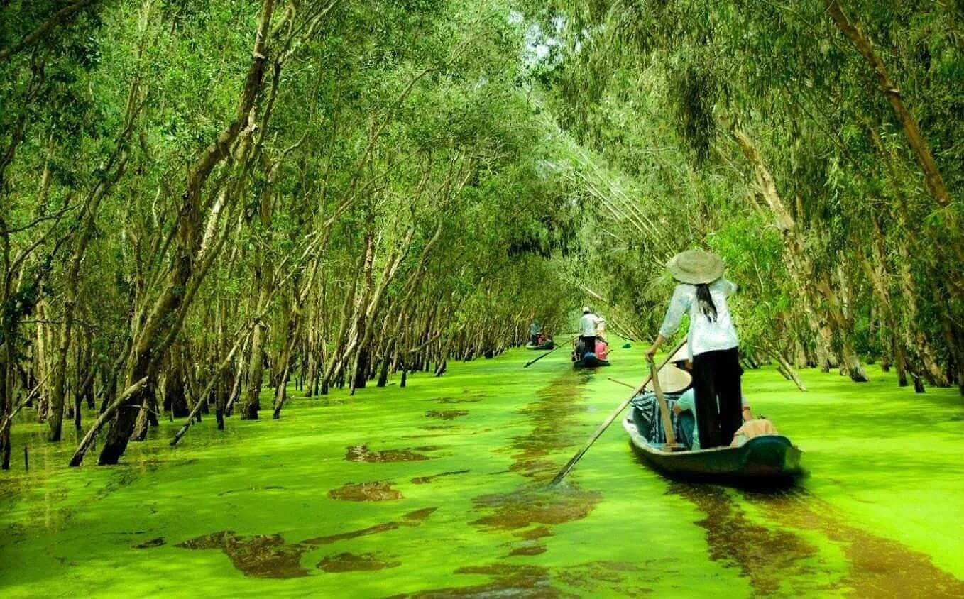 RỪNG TRÀM TRÀ SƯ – CẦN THƠ — ảnh 5