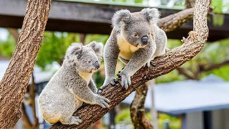 SYDNEY - WILDLIFE PARK -BLUE MOUNTAIN