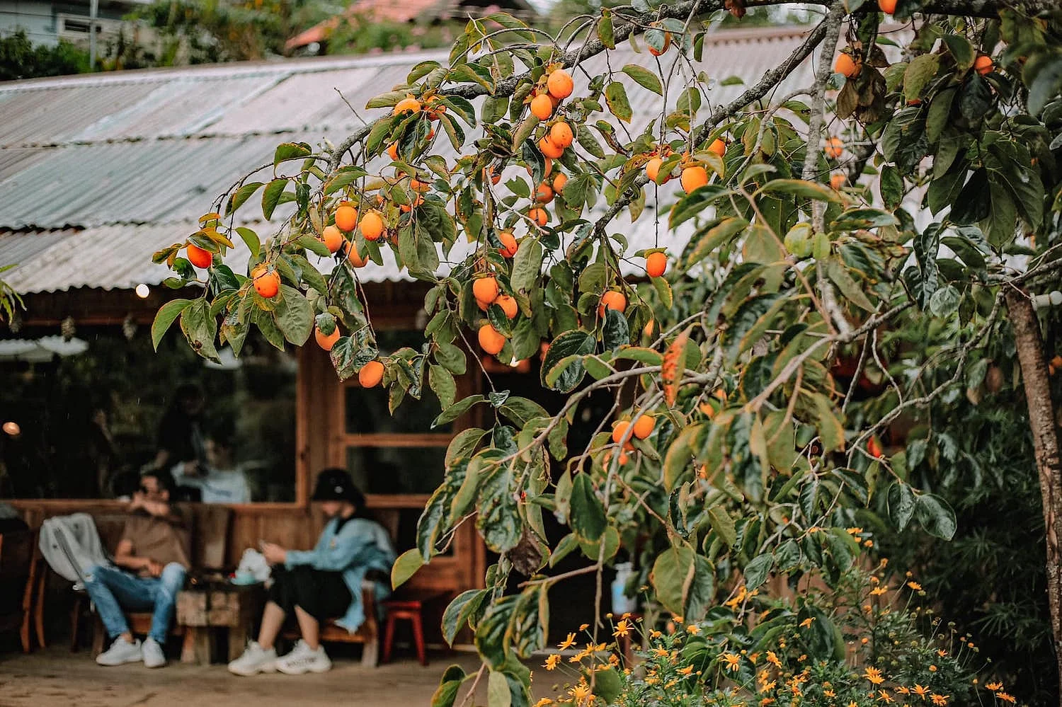 ĐÀ LẠT - THIÊN ĐƯỜNG SĂN MÂY — ảnh 5