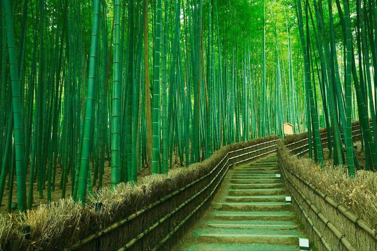OSAKA - KOBE - KYOTO - NAGOYA - YAMANASHI - TOKYO BAY VN — ảnh 5